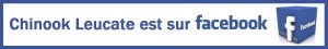 chinook facebook